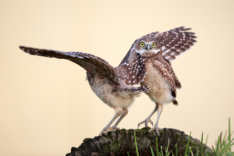 Illustration for article titled These Are the Winners of the 2015 Comedy Wildlife Awards